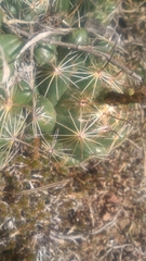 Coryphantha cornifera
