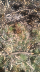 Coryphantha cornifera