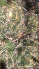 Coryphantha cornifera