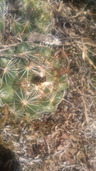 Coryphantha cornifera