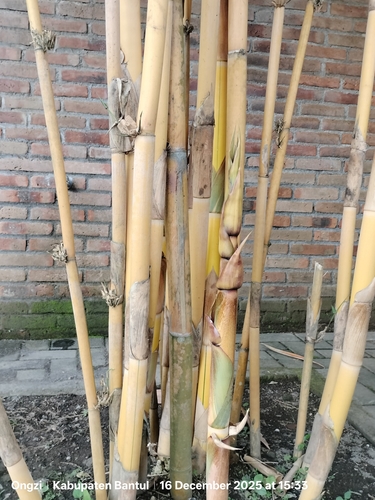 sacred bali bamboo (Schizostachyum brachycladum)