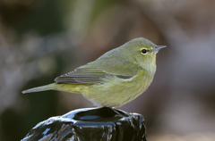 Orange-Crowned Warbler photo 1