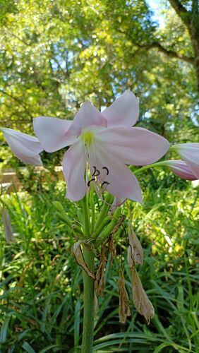 Crinum moorei