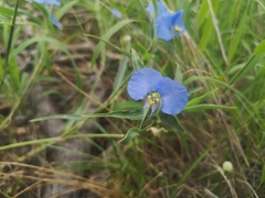 Commelina livingstonii