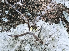 Araneidae