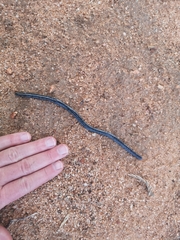 Afrotyphlops schlegelii