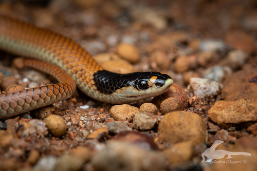 Gould's Hooded Snake sighting