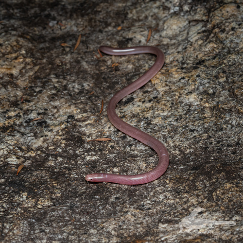 Southern Blind Snake sighting