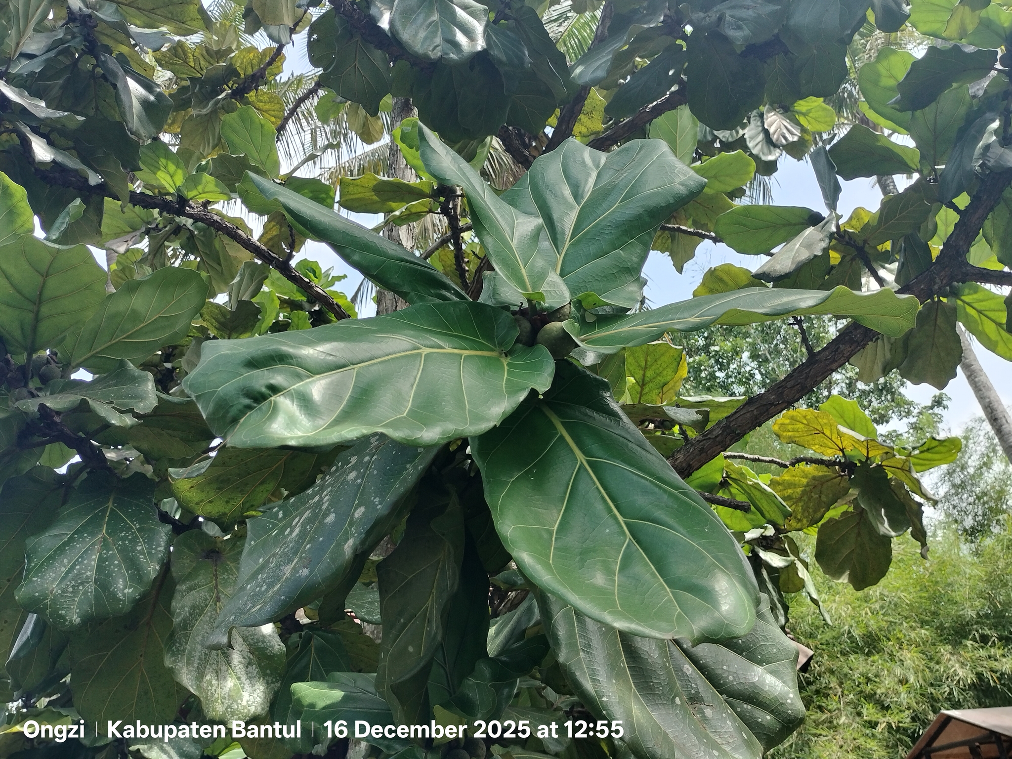 Fiddle-Leaf Fig (Ficus lyrata)