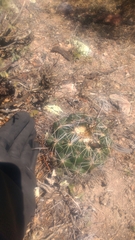 Coryphantha cornifera