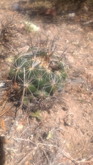 Coryphantha cornifera