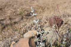 Condea
