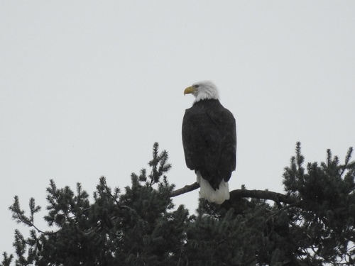 Bald Eagle