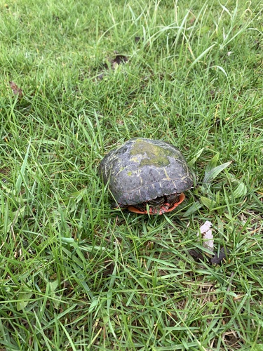 iNaturalist observation photo of Midland Painted Turtle