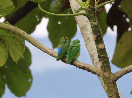 Riparian Parrotlet (Forpus crassirostris), photo 6