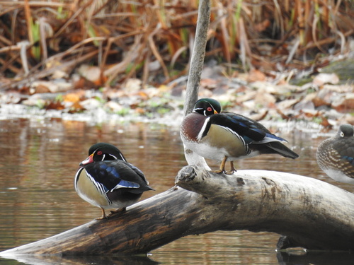 Wood Duck