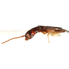 Inopeplinae