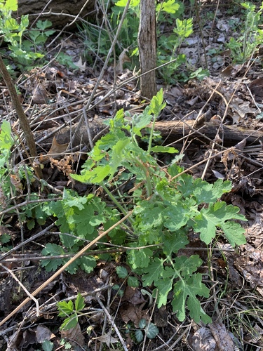 iNaturalist observation photo of Greater celandine