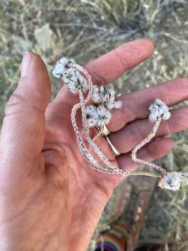 Arizona snakecotton