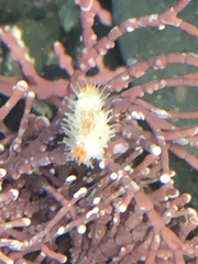 Pachythyone rubra