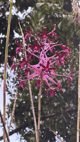 Laelia splendida