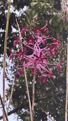 Laelia splendida