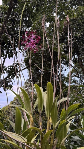 Laelia splendida, photograph 2