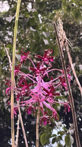 Laelia splendida, photograph 3