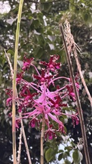 Laelia splendida, photograph (c) Josh Noseworthy, some rights reserved (CC BY)