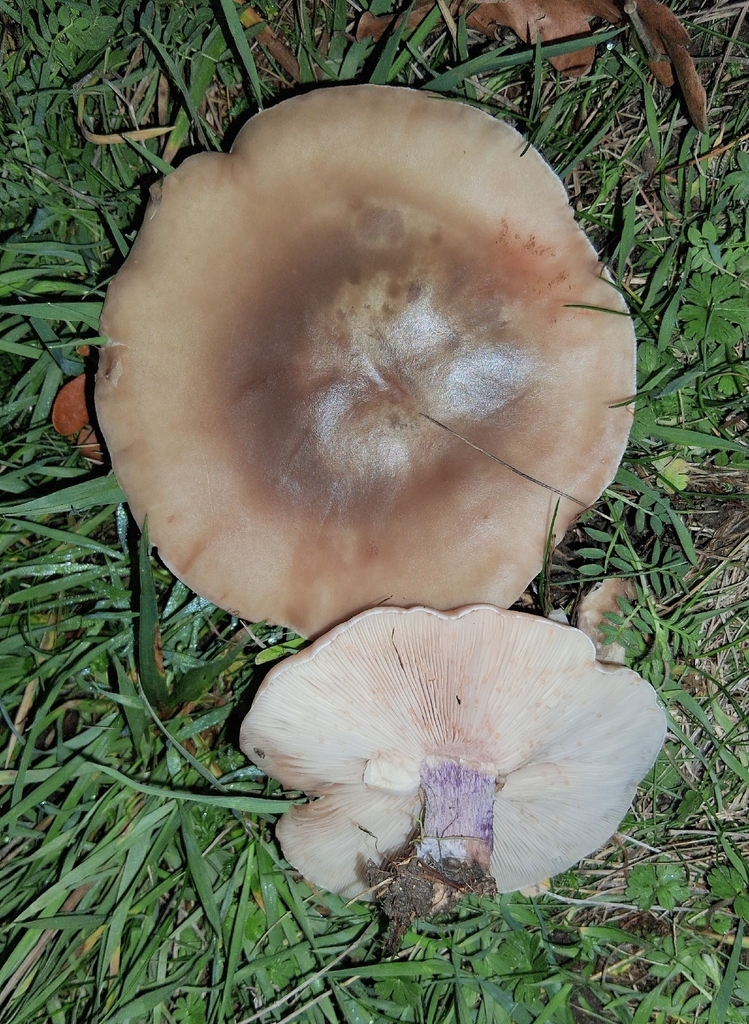 Collybia personata · December 2025 · photo: © duncan-brooks (iNaturalist, cc-by)