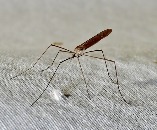 Unknown species found near 545 Pecan Dr, St Gabriel, LA 70776, USA