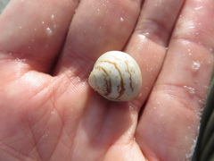 Laevicardium mortoni