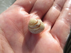 Laevicardium mortoni