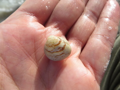 Laevicardium mortoni