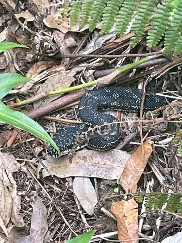 Diamond Python sighting