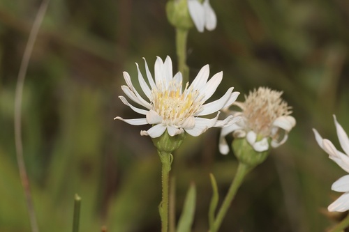 white flat-topped goldenrod (Solidago ptarmicoides)