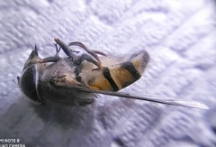 Copestylum isabellina