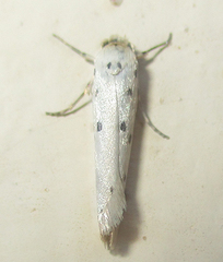 Ethmia coscineutis