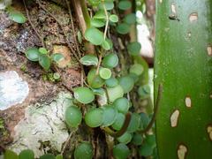 Peperomia rotundifolia