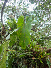 Anthurium macdanielii