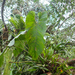 Anthurium macdanielii - Photo 由 Chloe and Trevor Van Loon 所上傳的 (c) Chloe and Trevor Van Loon，保留部份權利CC BY-NC