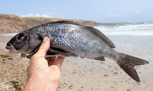 Black butterfish (Dactylophora nigricans) — Cheilodactylidae — 2
