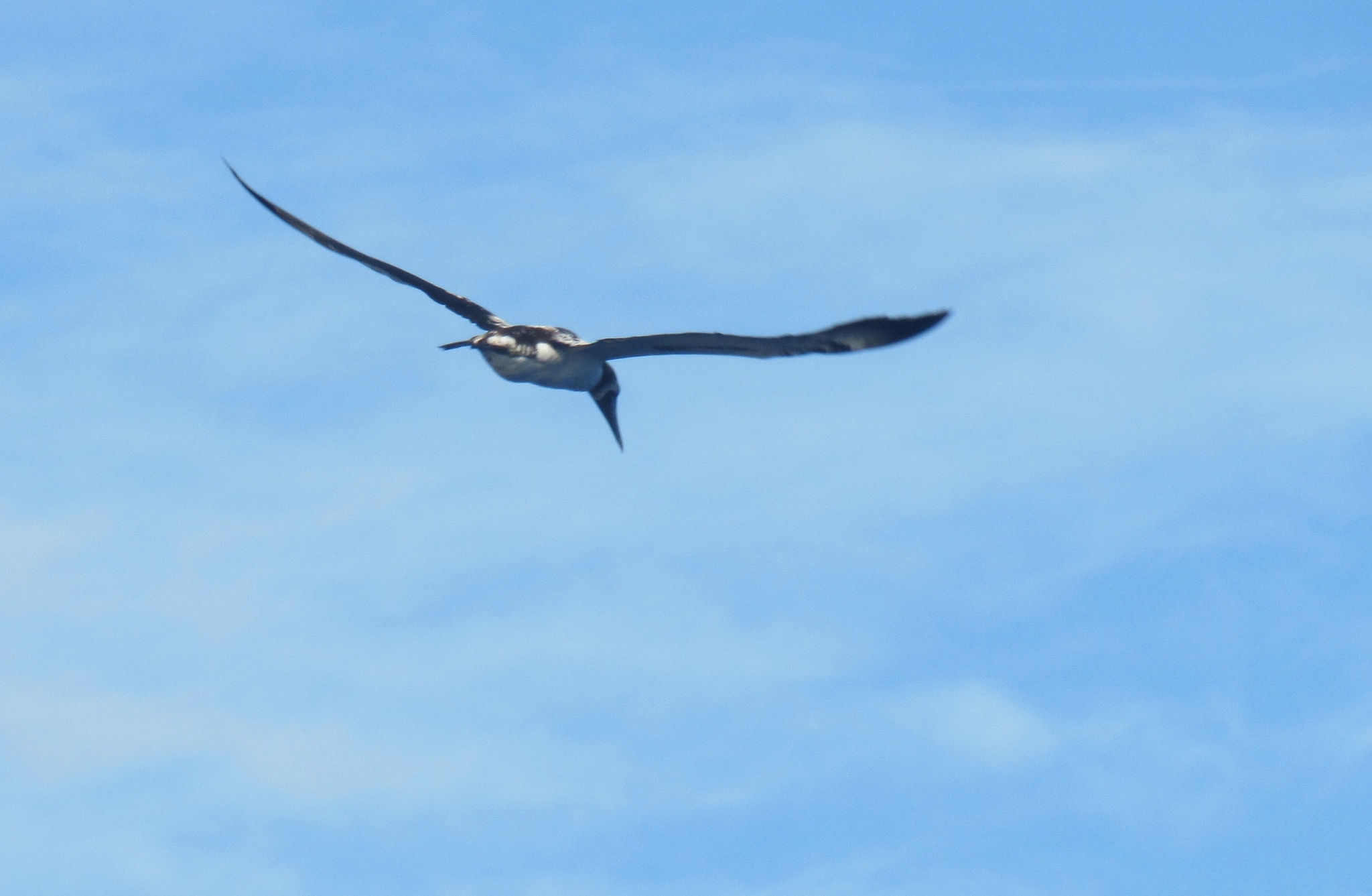 Masked Booby