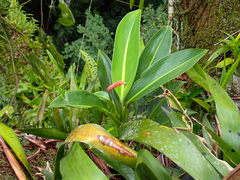 Stenospermation amomifolium