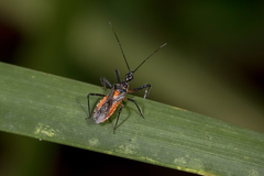 Trachylestes aspericollis