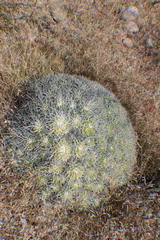 Mammillaria compressa compressa