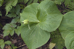 Trillium camschatcense