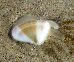 Donax gouldii image