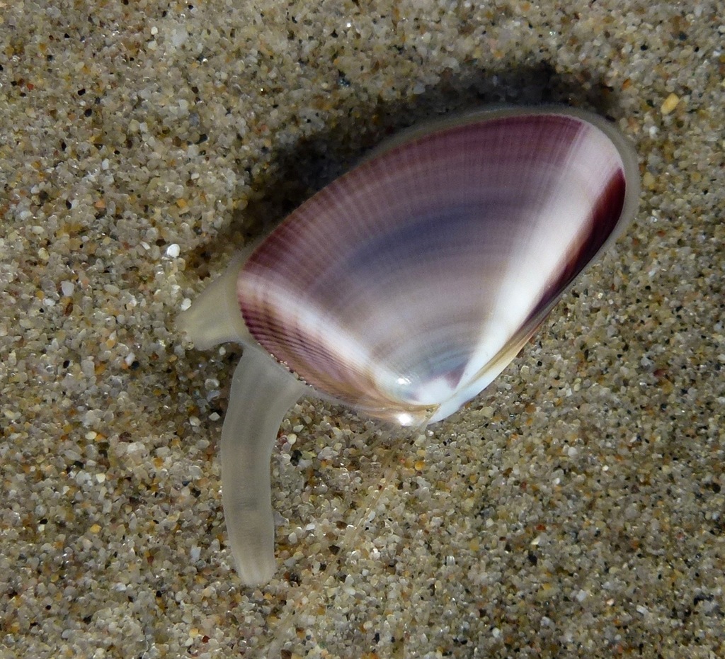 Gould Beanclam