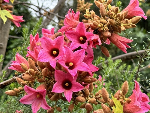 Brachychiton × excellens Guymer